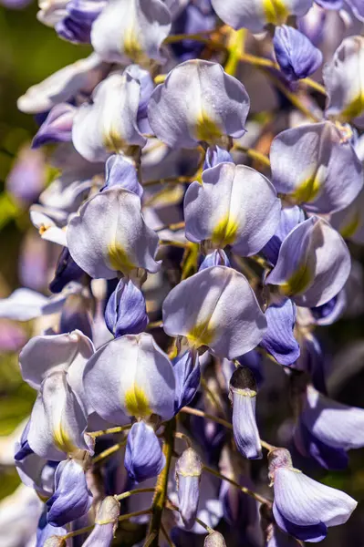 Çiçekli bahar mor bahçe salkımı