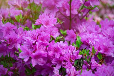 Bahar parkında pembe rhododendron çiçekleri