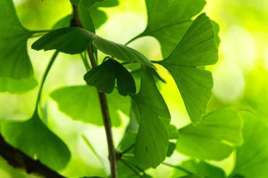 Ginkgo biloba yeşil yaprakları, bahar bahçesinde şifalı bitkiler