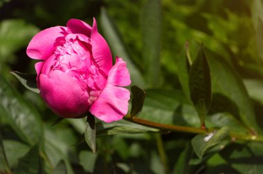 Pembe şakayık ve taze yeşil bahar bahçesi