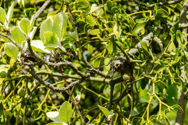 Ağaç gövdesinde yeşil asalak ökseotu fışkırıyor.