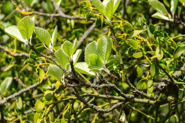 Ağaç gövdesinde yeşil asalak ökseotu fışkırıyor.