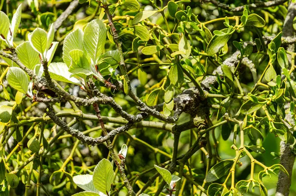 Ağaç gövdesinde yeşil asalak ökseotu fışkırıyor.