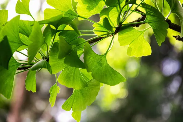 Ginkgo biloba yeşil yaprakları, bahar bahçesinde şifalı bitkiler