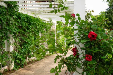 Güzel İngiliz çiçek açan gül bahçesi. Kırmızı güller ve beyaz çardak