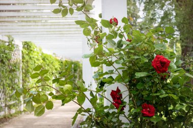 Güzel İngiliz çiçek açan gül bahçesi. Kırmızı güller ve beyaz çardak