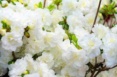 Bahar parkında beyaz rhododendron çiçeği