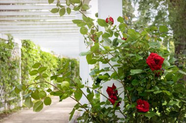 Güzel İngiliz çiçek açan gül bahçesi. Kırmızı güller ve beyaz çardak