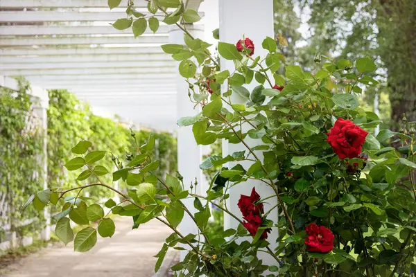 Güzel İngiliz çiçek açan gül bahçesi. Kırmızı güller ve beyaz çardak