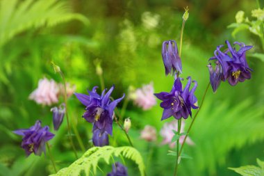 Bahçedeki güzel mavi sütun çiçekleri