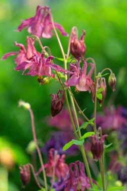 Bahçedeki güzel mavi sütun çiçekleri
