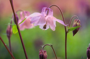 Bahçedeki güzel pembe sütun çiçekleri