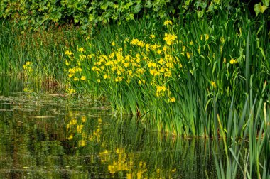 Bataklık ve çiçek açan sarı süsen çiçekleri