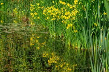 Bataklık ve çiçek açan sarı süsen çiçekleri