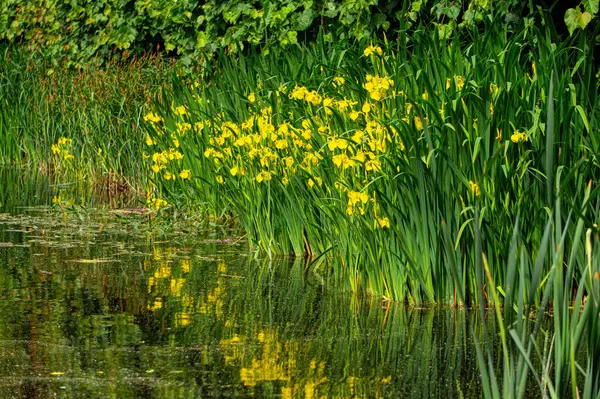 Bataklık ve çiçek açan sarı süsen çiçekleri