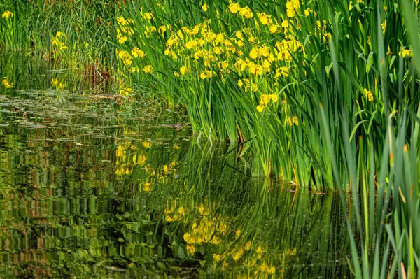 Bataklık ve çiçek açan sarı süsen çiçekleri