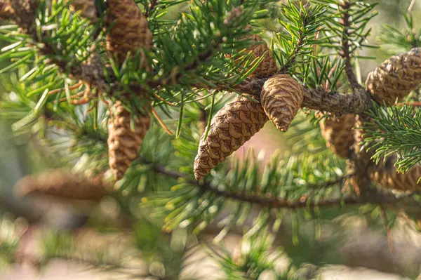 Çam kozalakları ve iğneler. Kozalaklı orman arka planı