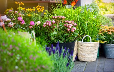 Güzel renkli yaz çiçekçisi