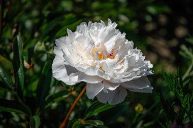 Beyaz şakayık ve taze yeşil bahar bahçesi