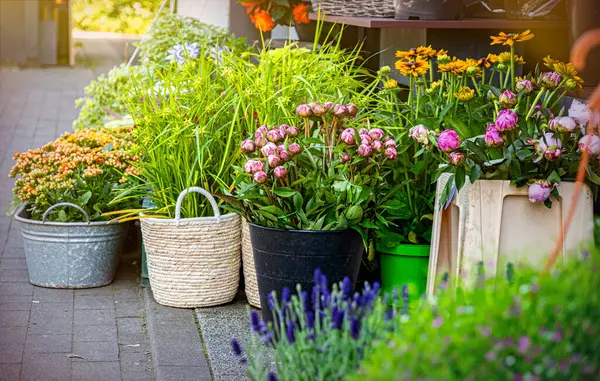 Güzel renkli yaz çiçekçisi