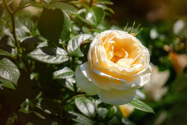 Güzel İngiliz çiçekleri Austin gül bahçesi