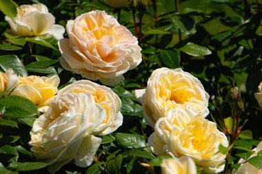 Güzel İngiliz çiçekleri Austin gül bahçesi