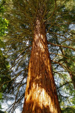 Kaliforniya, Sequoia Ulusal Parkı 'ndaki orman korusunda dev bir sekoya.