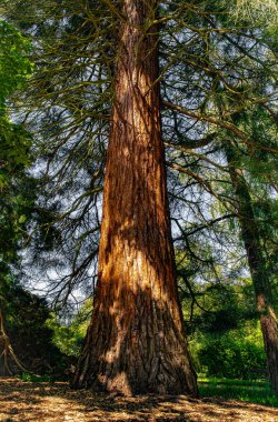 Kaliforniya, Sequoia Ulusal Parkı 'ndaki orman korusunda dev bir sekoya.