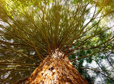 Kaliforniya, Sequoia Ulusal Parkı 'ndaki orman korusunda dev bir sekoya.