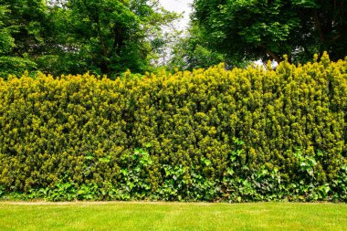 Bahçedeki çitleri budadım.