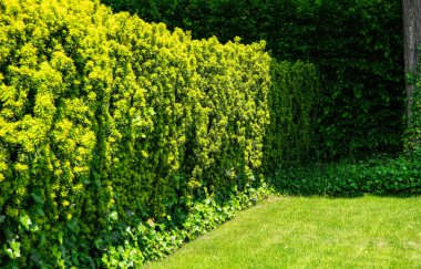 Bahçedeki çitleri budadım.