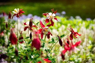  Bahçedeki güzel kırmızı sütun çiçekleri