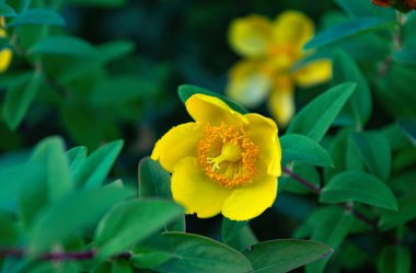  Yaz sarısı Saint John 's otu çiçekleri