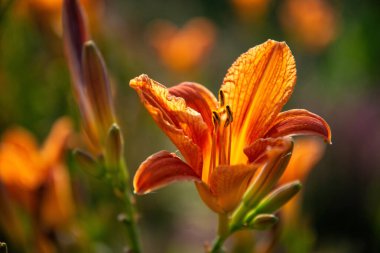 Bahçedeki kokulu kaplan zambaklarının sarı ve kırmızı çiçekleri