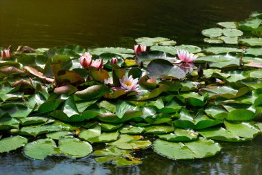 Lotus, pembe nilüferler