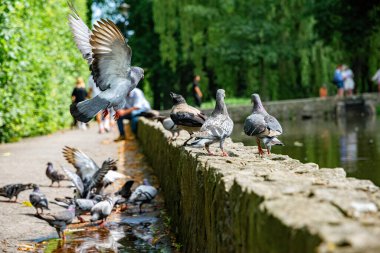 Sokakta güvercin besliyorum.