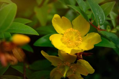 Yaz sarısı Saint John 's otu çiçekleri