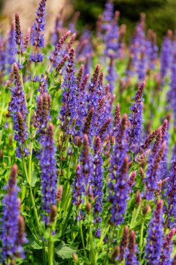 Yaz bahçesinde açan mor salvia çiçekleri