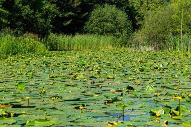 Sarı zambaklarla kaplanmış gölet.