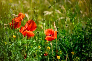 Kırmızı haşhaş ve mavi Peygamber