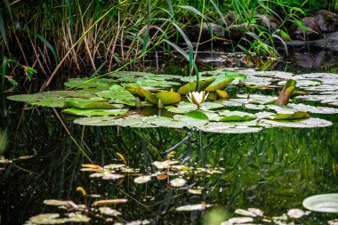 Lotus, beyaz su zambakları