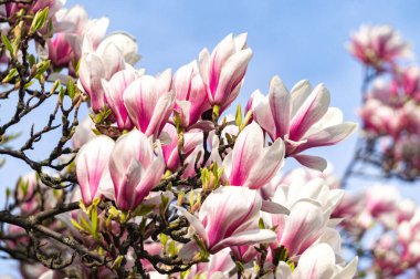 Bahar bahçesinde çiçek açan pembe manolyalar