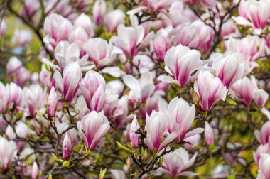 Bahar bahçesinde çiçek açan pembe manolyalar