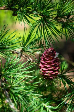 Avrupa kozalakları ve iğneler. Kozalaklı orman arka planı