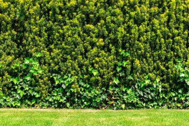 Yeşil yaz bahçesi. Güzel budanmış tahta bahçe çitleri