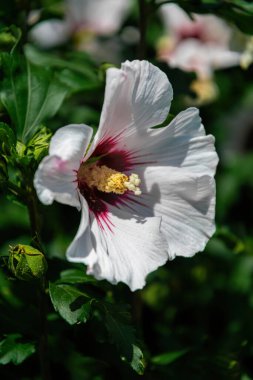 Güneşli bahçede beyaz Çin amber çiçeği