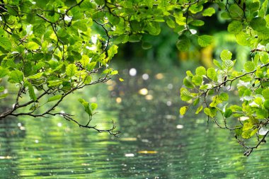 Parkta yeşil yapraklar ve göl