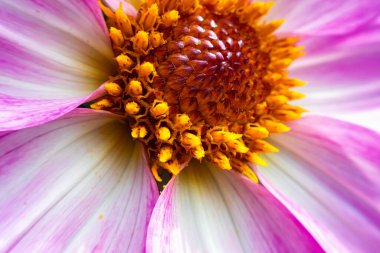 Yaz bahçesinde yakın plan pembe yıldız çiçekleri.