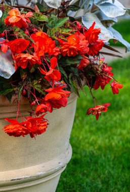 Çiçek saksısında açan kırmızı begonya