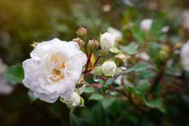 Güzel İngiliz çiçek açan gül bahçesi